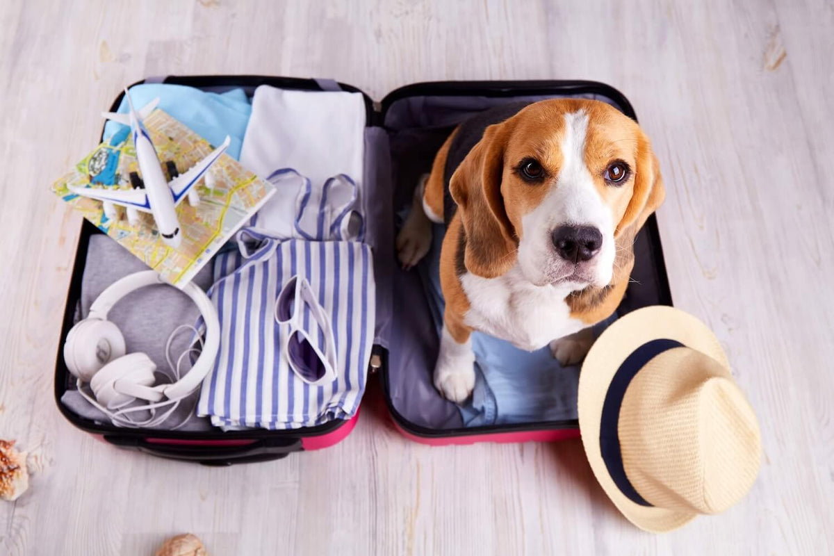 Dog sitting inside an open suitcase with travel items on a wooden floor